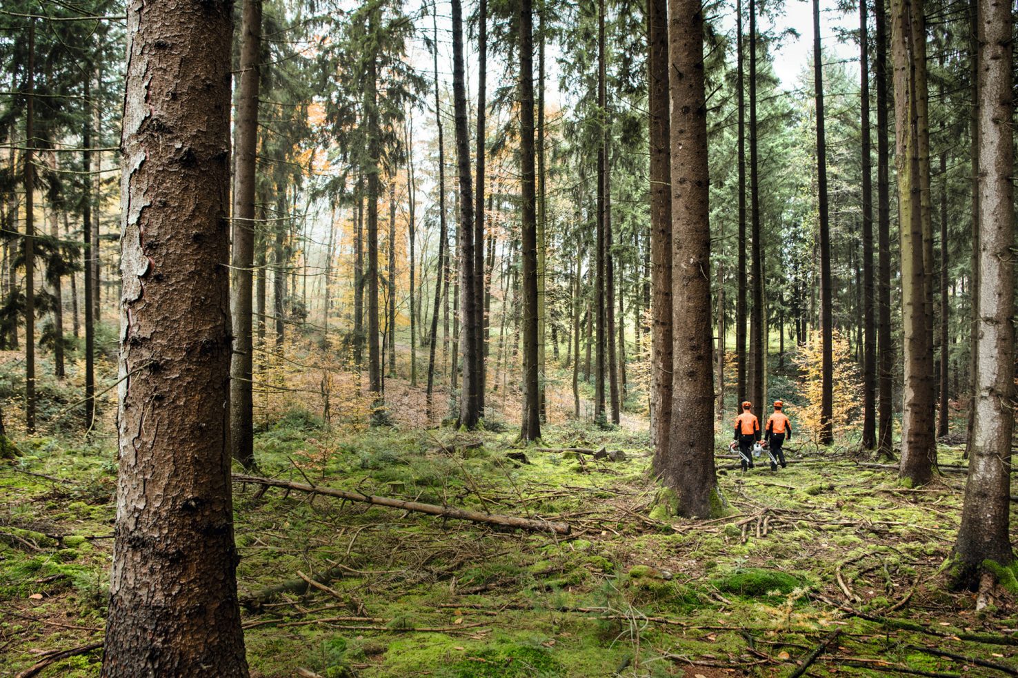 Two forest workers in a coniferous forest