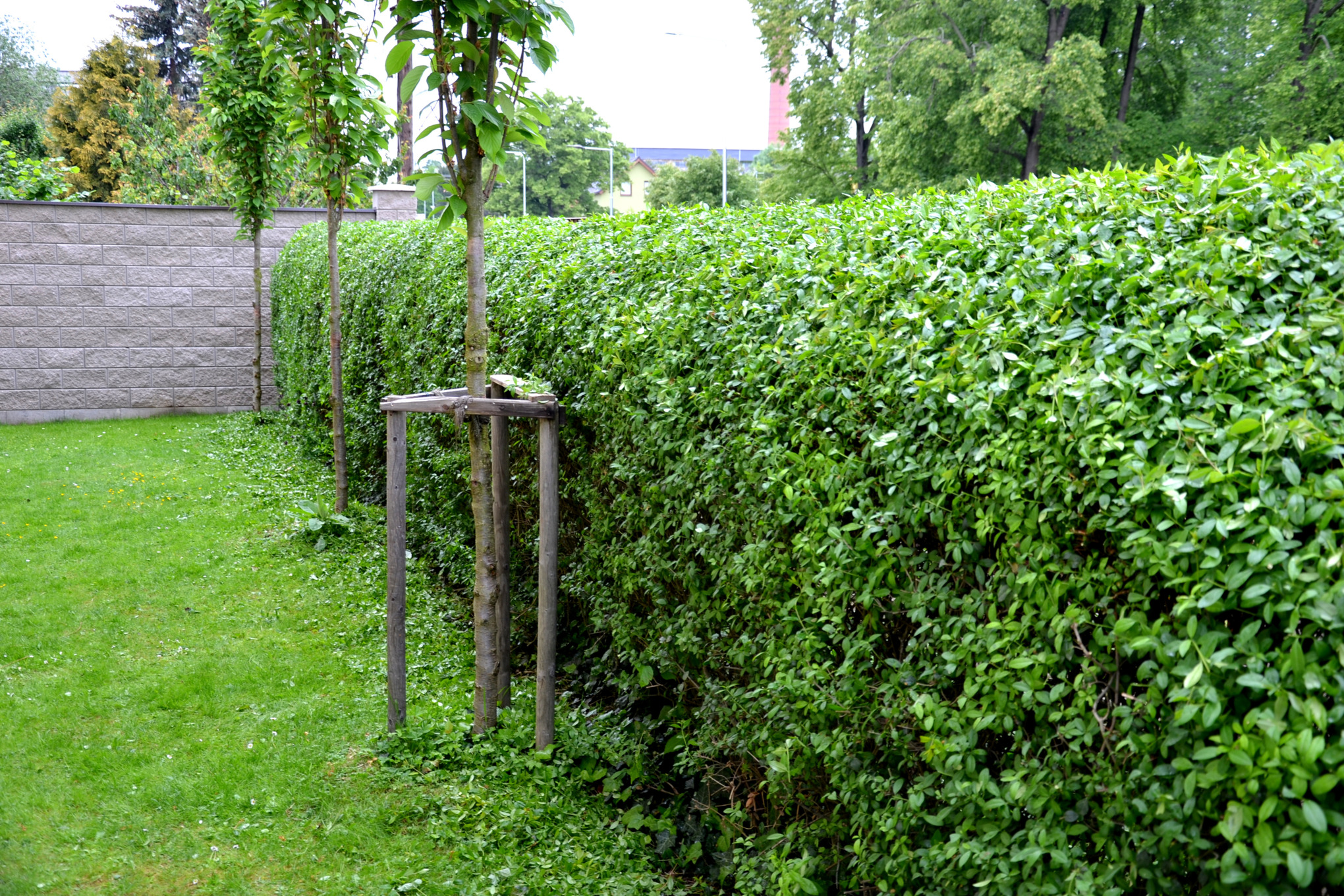 Privet hedge on a garden plot with lawn and small trees