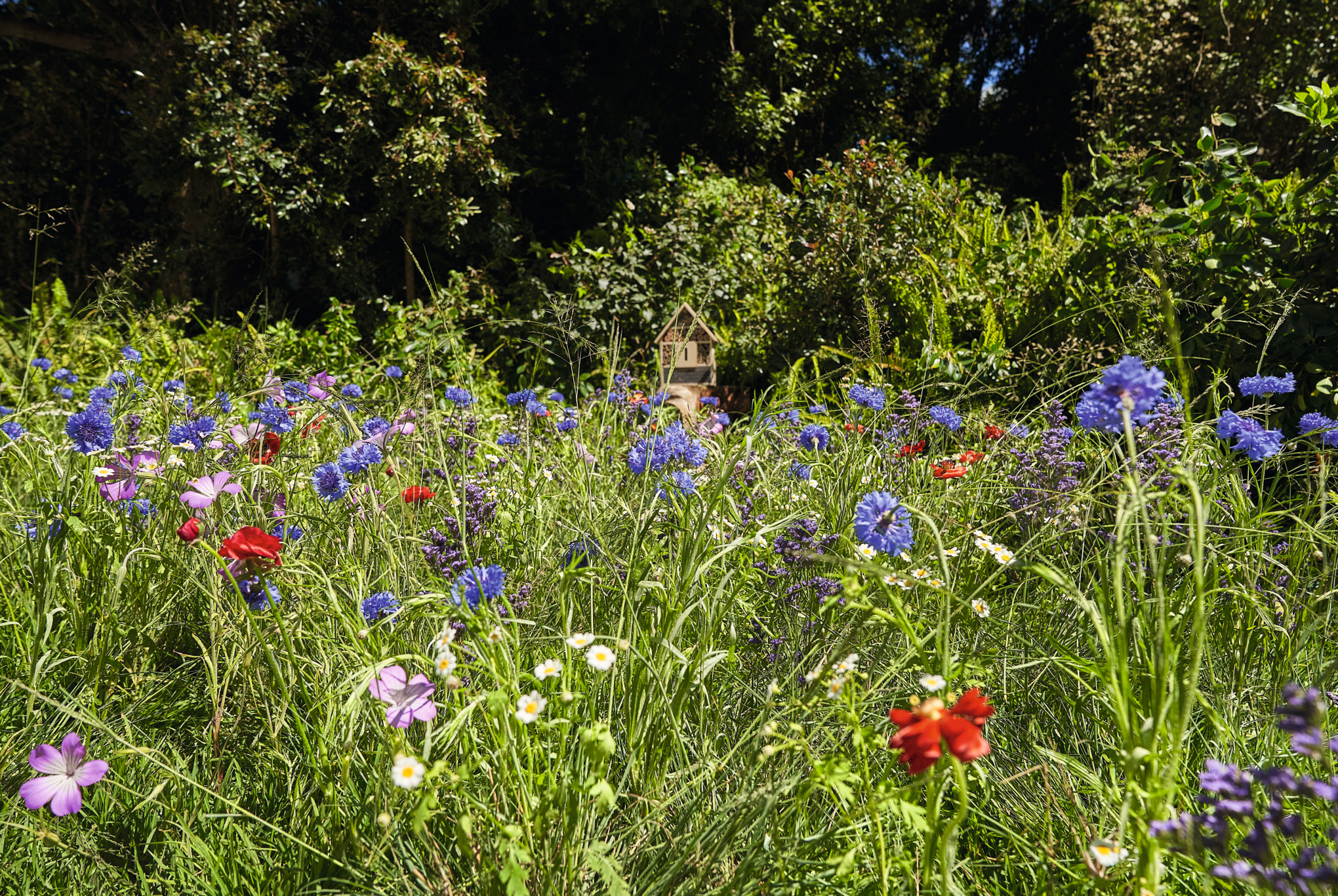 Blooming wildflower meadow with poppies and cornflowers and trees in the background