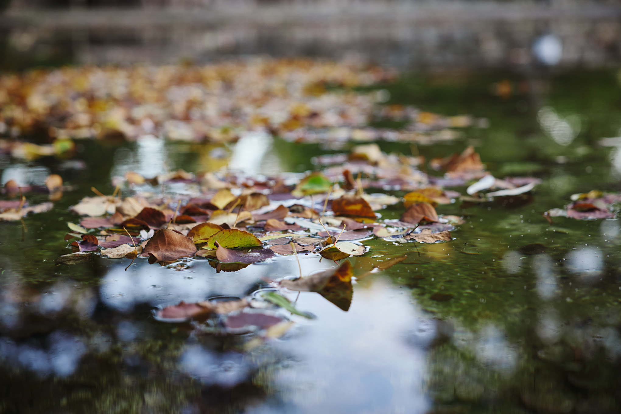 leaves in a puddle