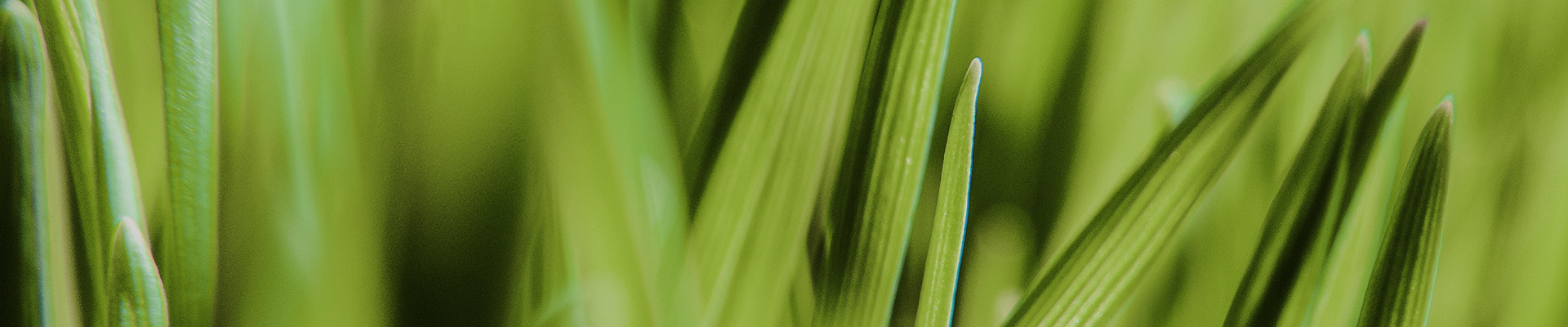 Feuilles brunes