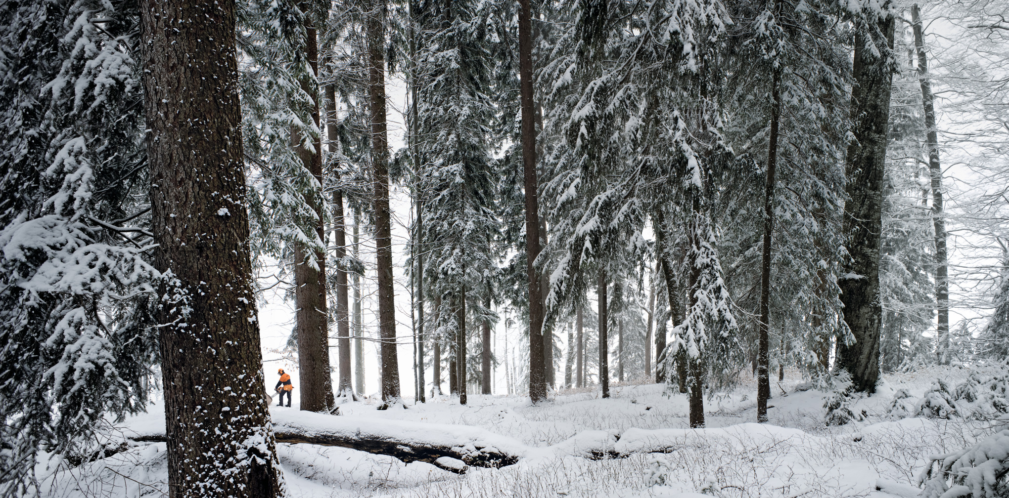 Forêt d'hiver sous la neige.