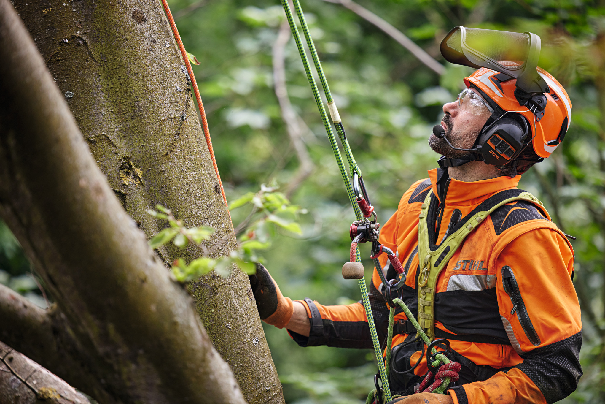An arboriculture professional is suspended from a deciduous tree using a safety harness.