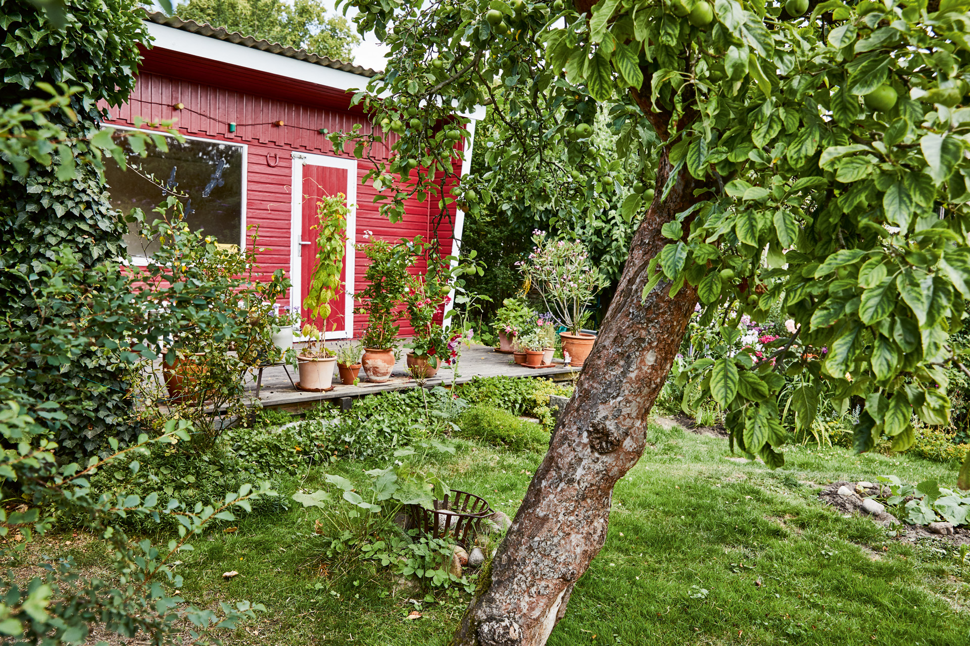 Arbre fruitier dans un jardin devant un abri de jardin rouge