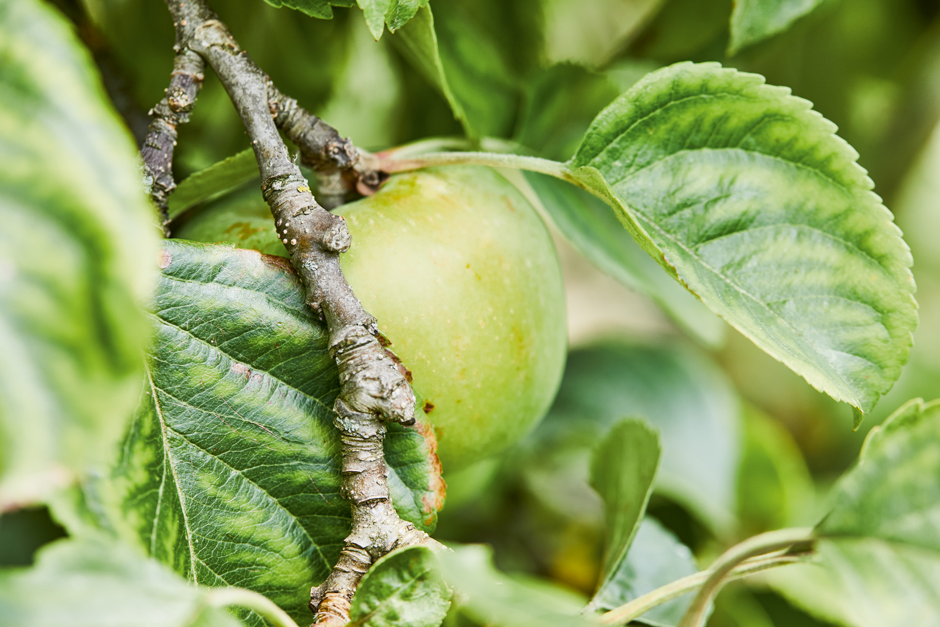 Close-up of a green apple in a tree