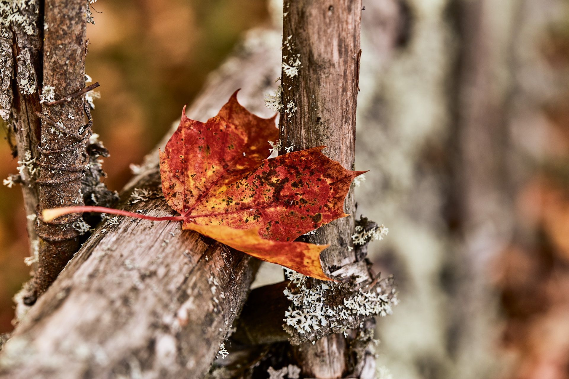 Feuilles de plantes ligneuses