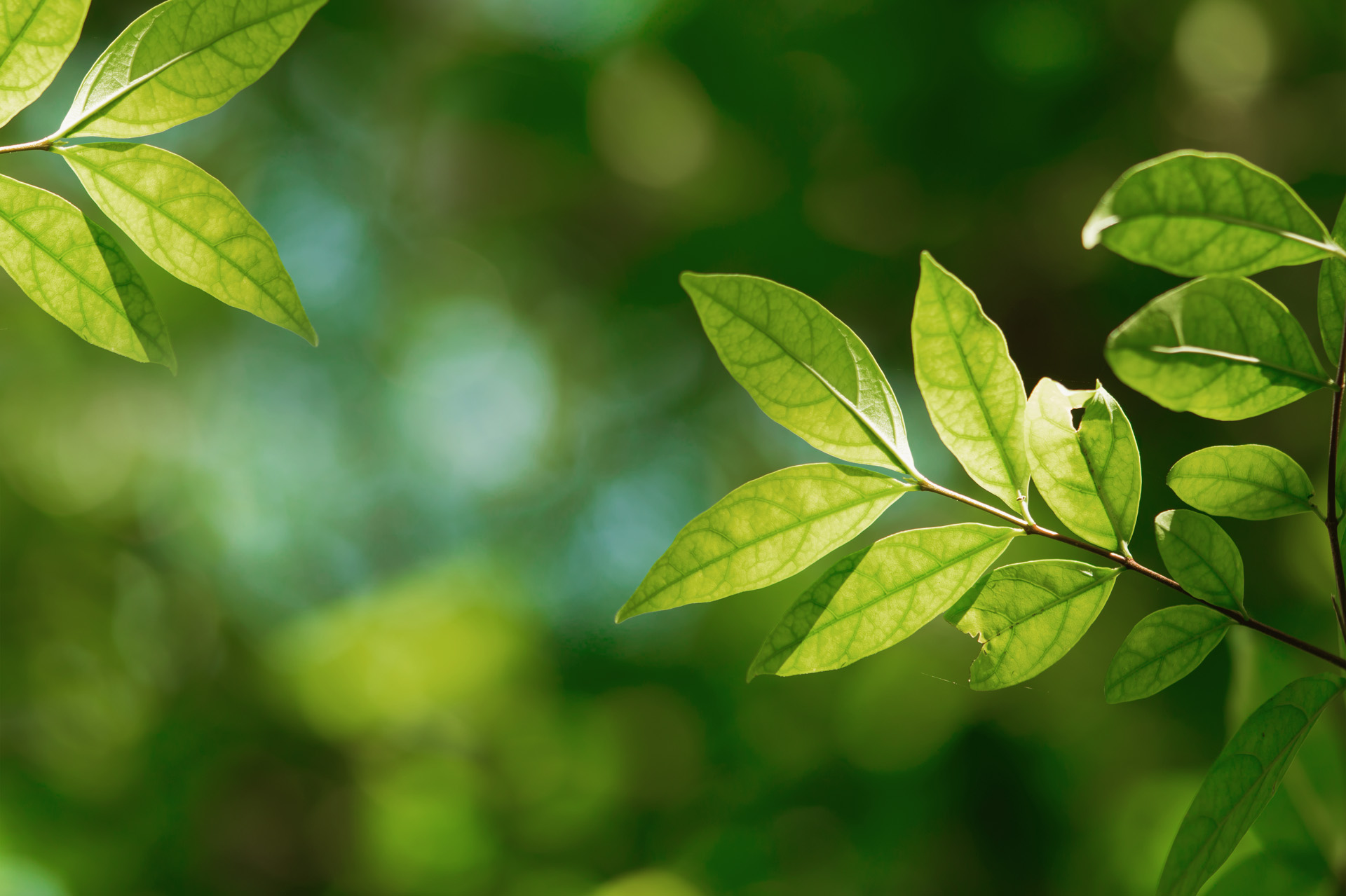 Plante avec feuilles vertes