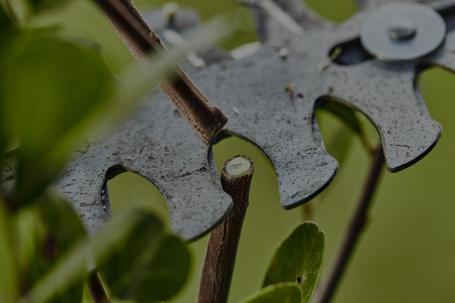 Close-up photo: a hedge trimmer blade cutting a stem