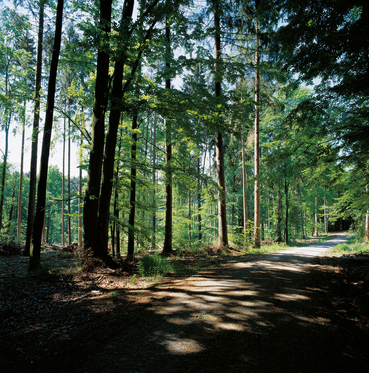 A forest in the spring.