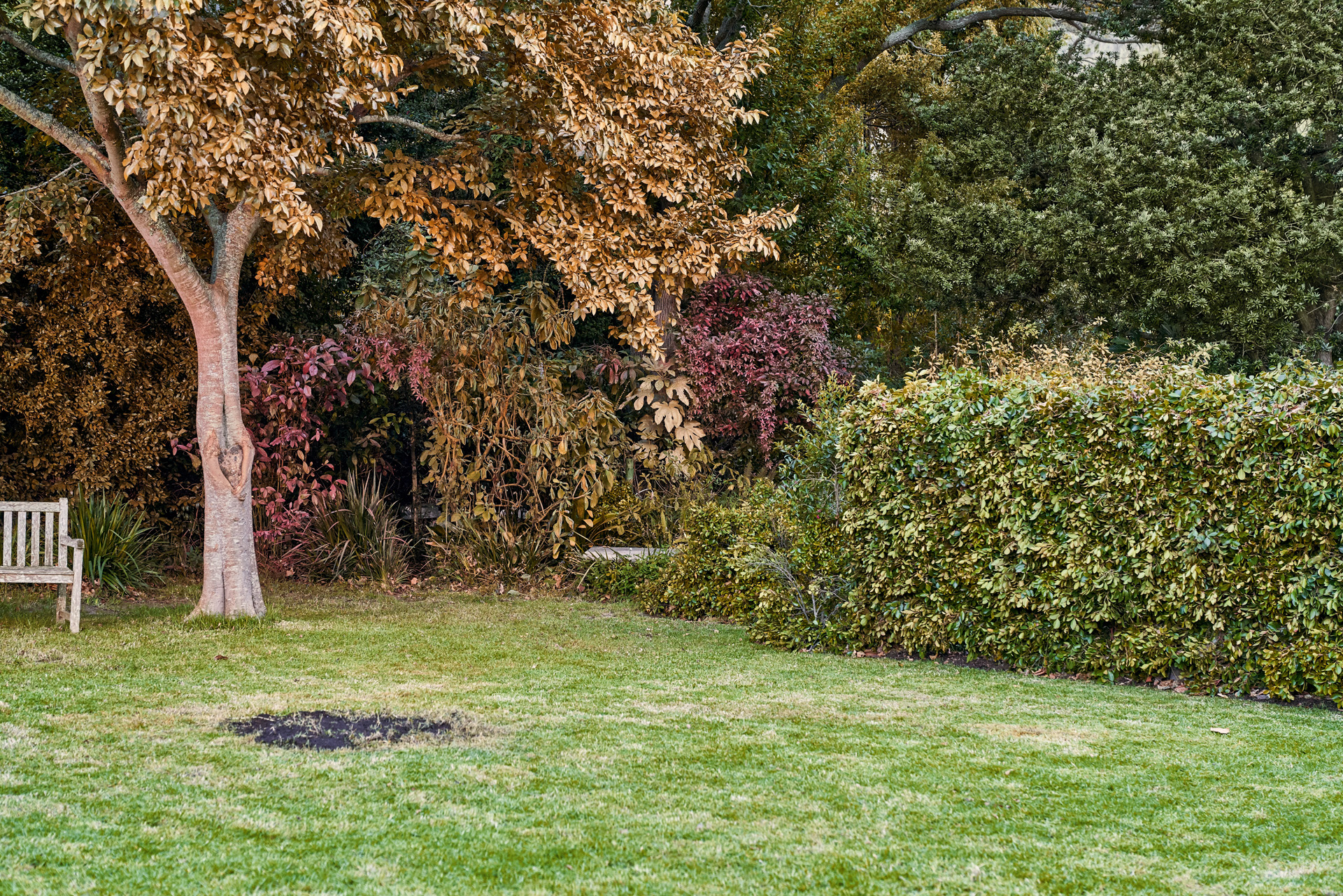 A garden with a patchy lawn and mature trees and shrubs