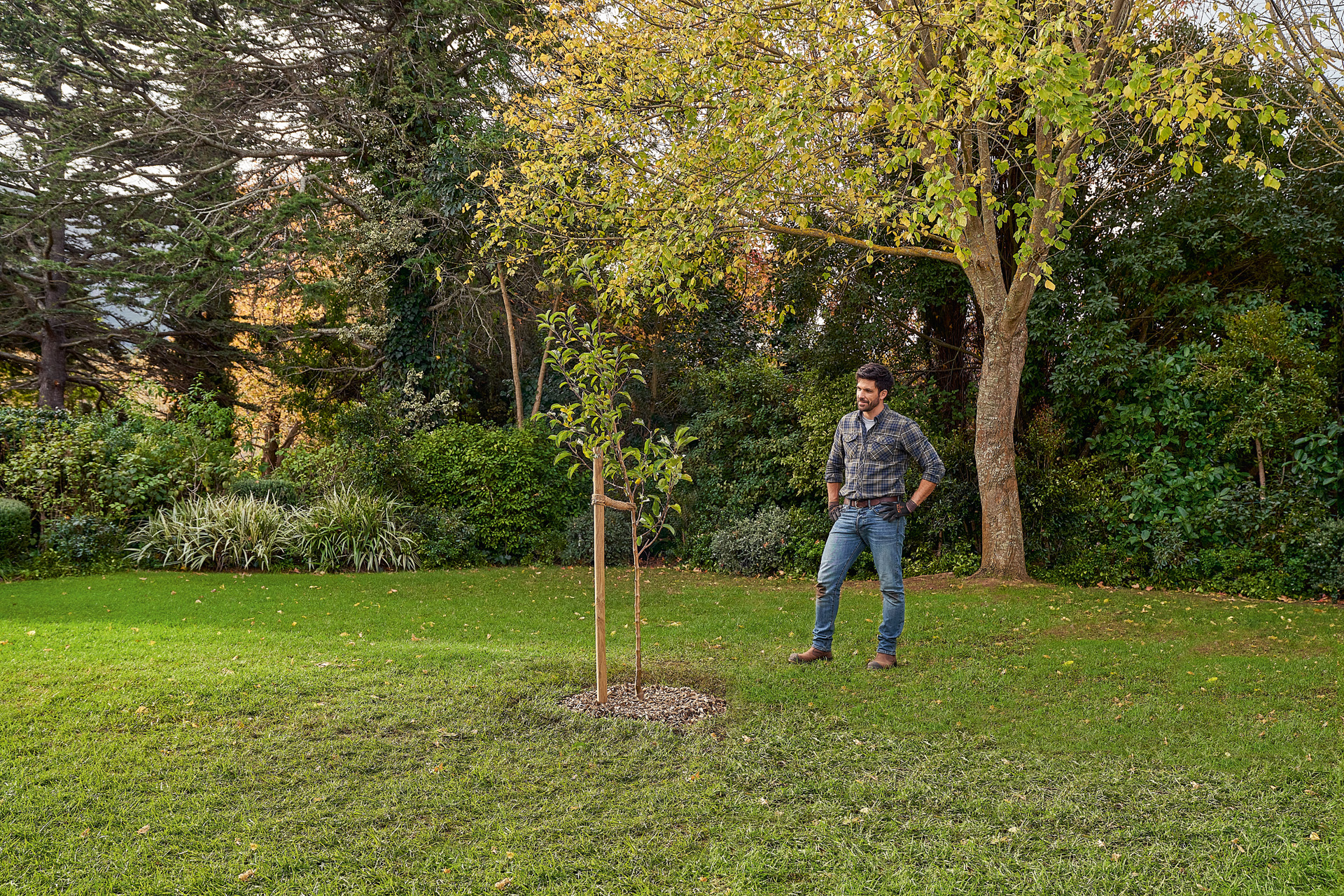 A man standing in a garden next to a newly planted tree