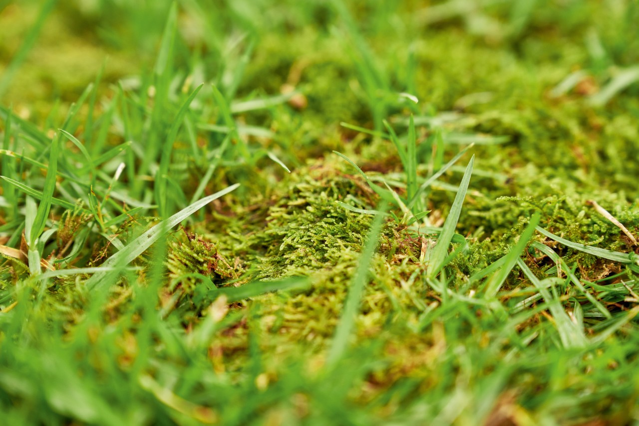 Lawn repair